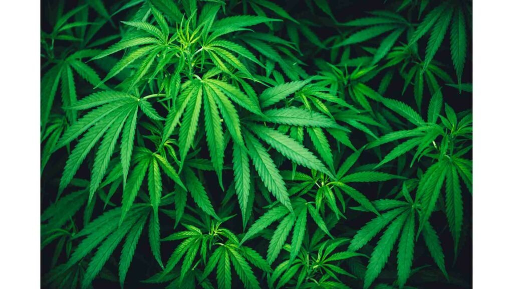 Worst Strains for Anxiety